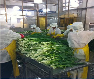 脫水蔬菜、脫水蔥片、調味包、餅干專用、烘焙料,廠家直銷